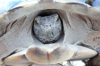 Desert Tortoise Studies at Edwards AFB